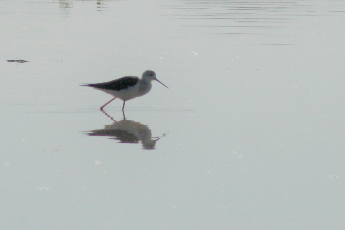 Black-winged Stilt - Daniel Abbott