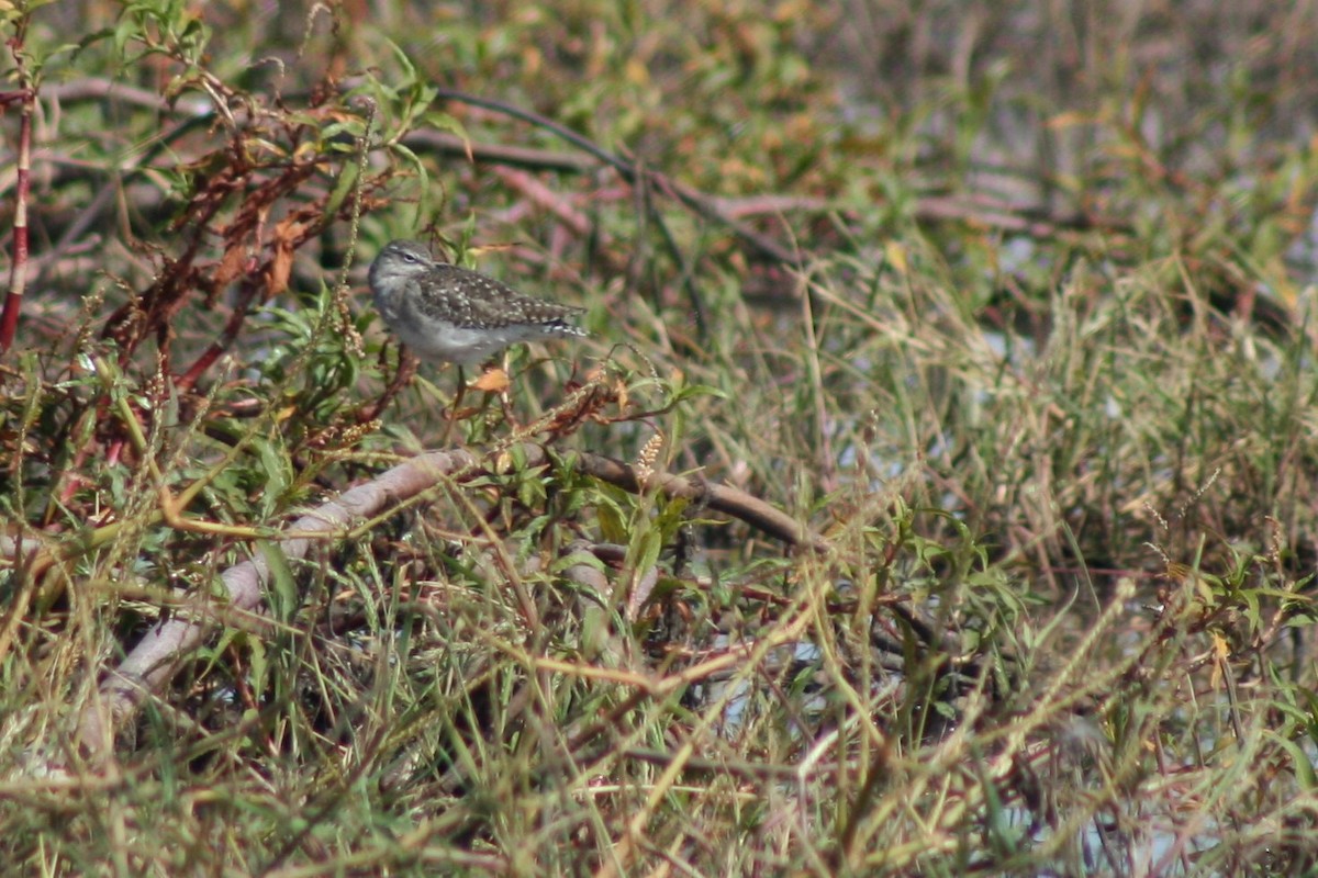 Bruchwasserläufer - ML134563051