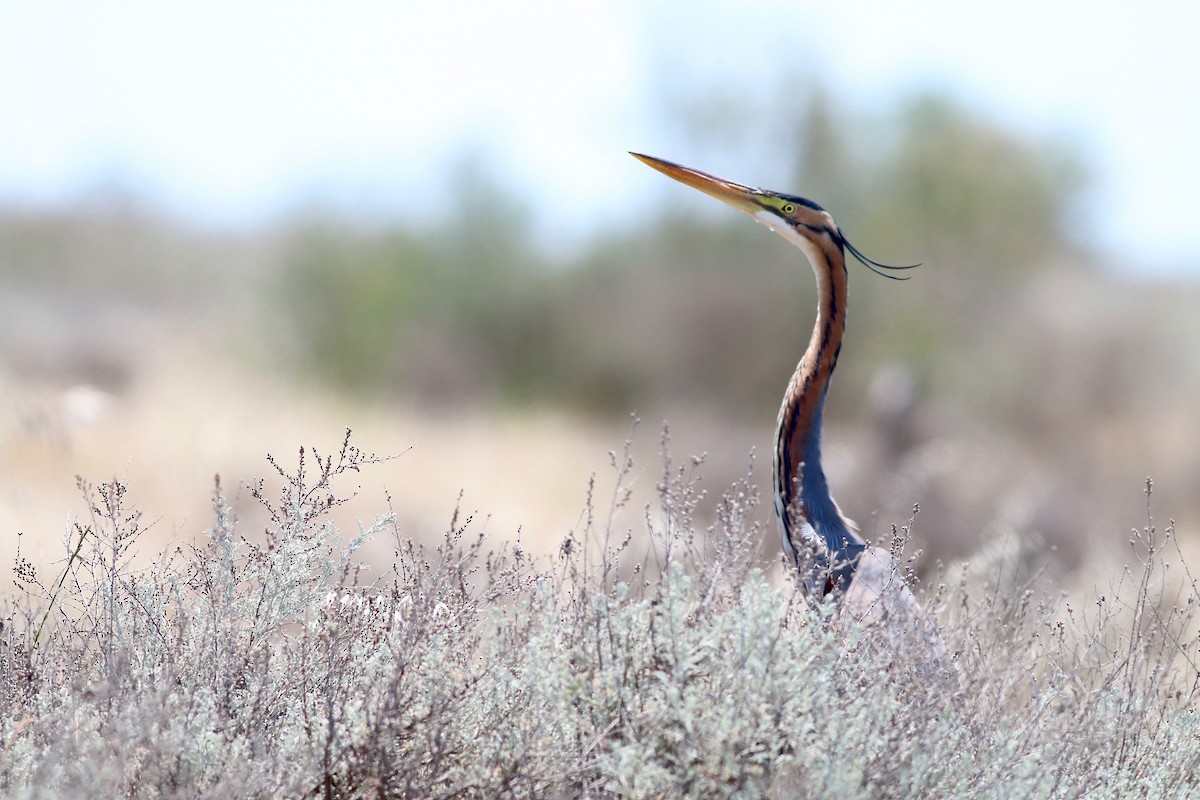 Purple Heron - ML134563221