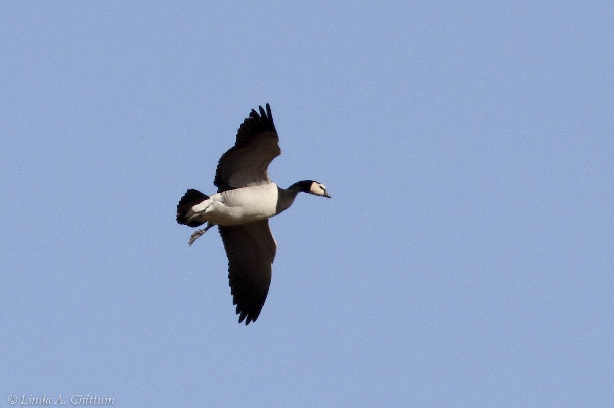 Barnacle Goose - ML134563541