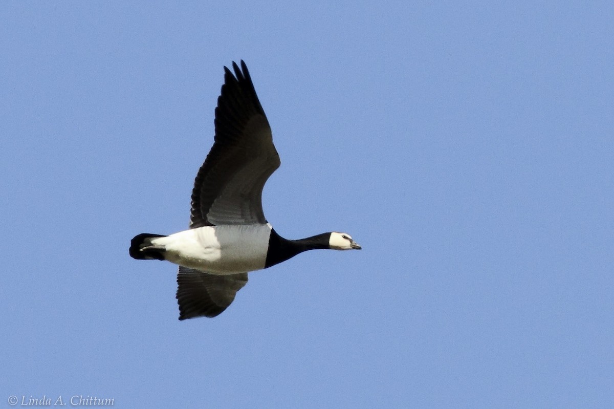 Barnacle Goose - ML134563551