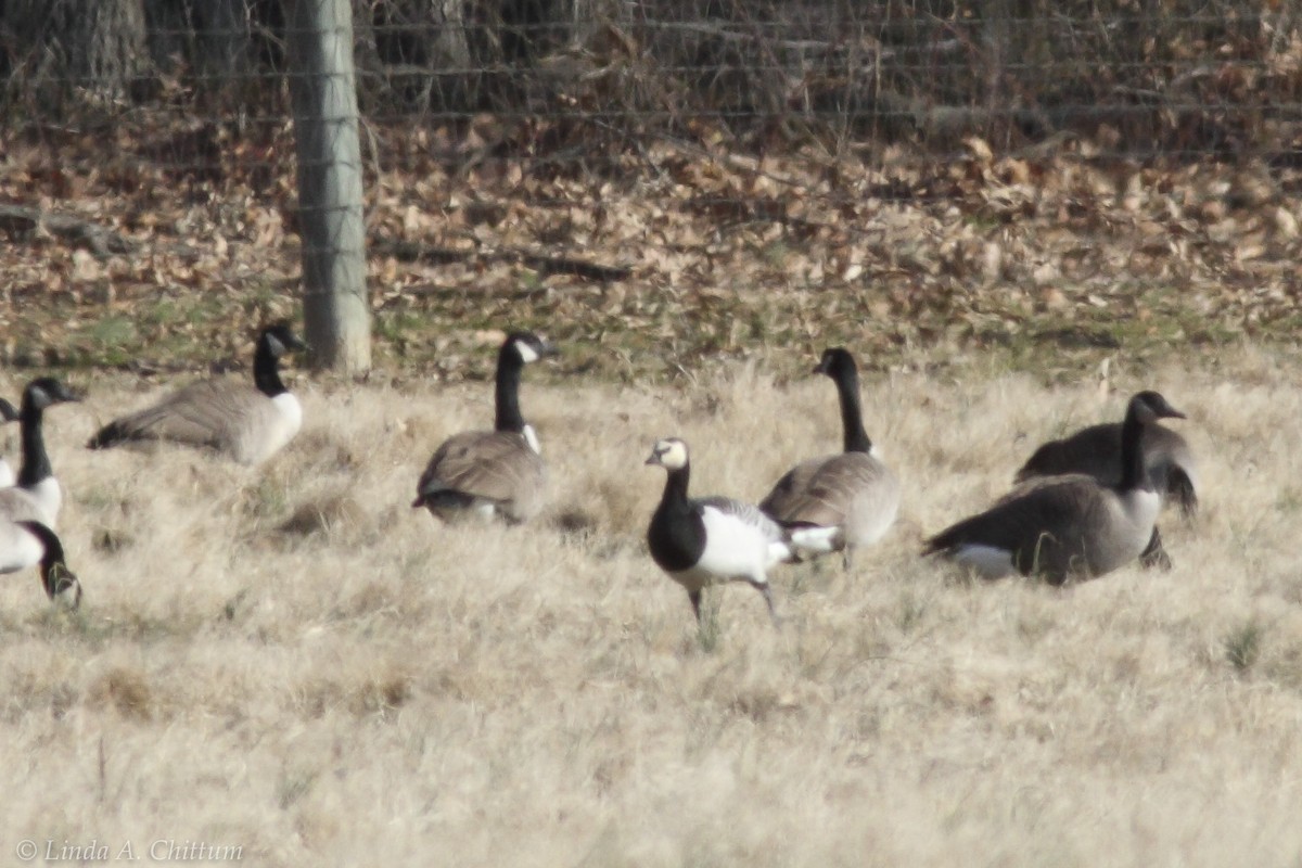 Barnacle Goose - ML134563571