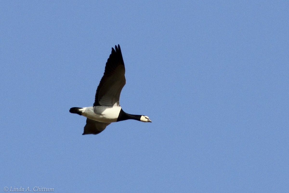 Barnacle Goose - ML134563591