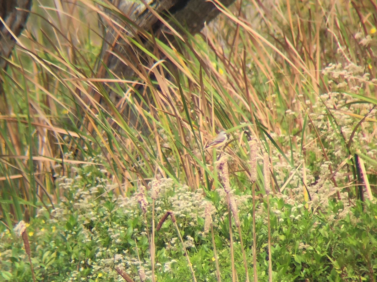 Scissor-tailed Flycatcher - ML134563871