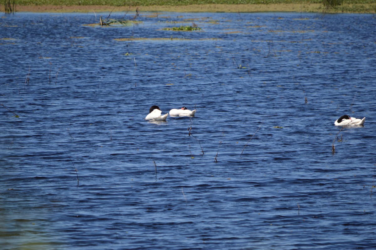 Cygne à cou noir - ML134564381