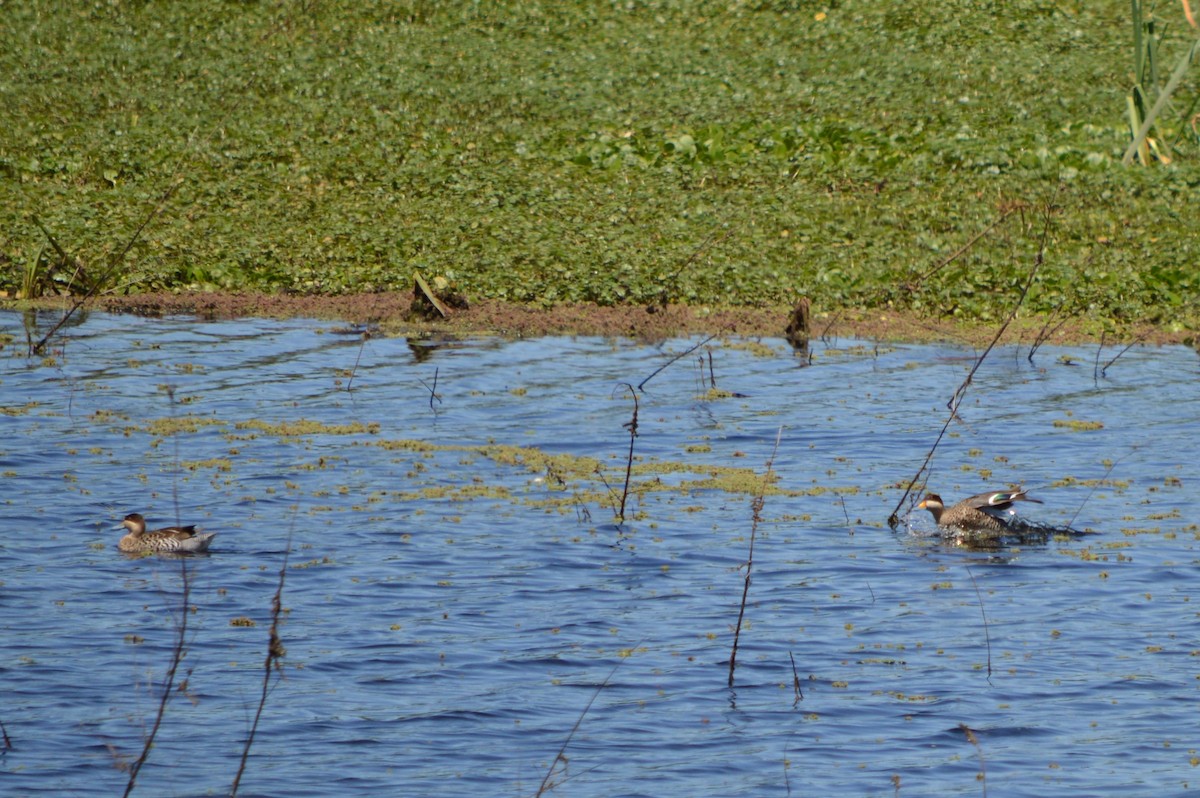 Silver Teal - silvia sokolovsky