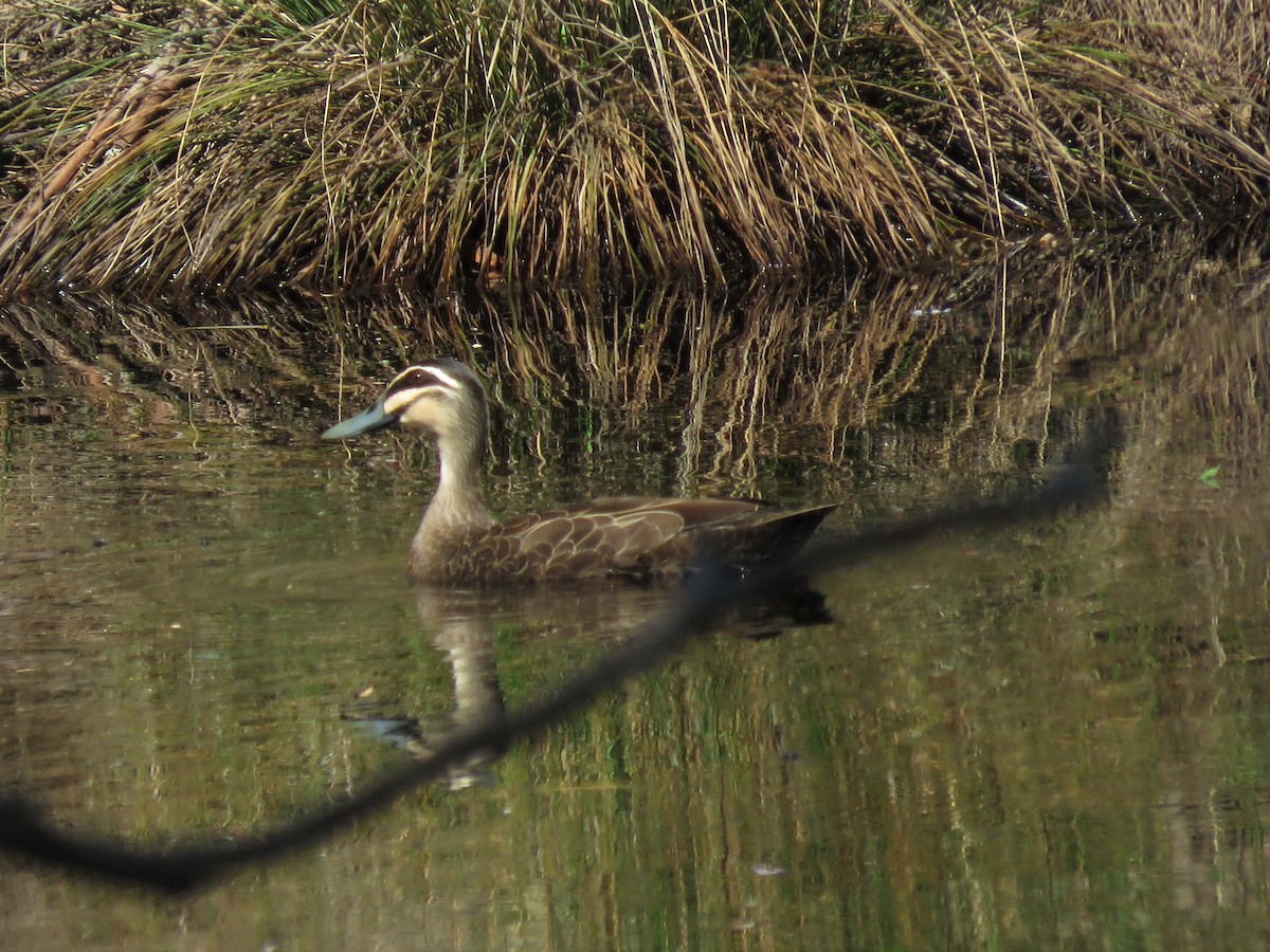 Pacific Black Duck - ML134564591