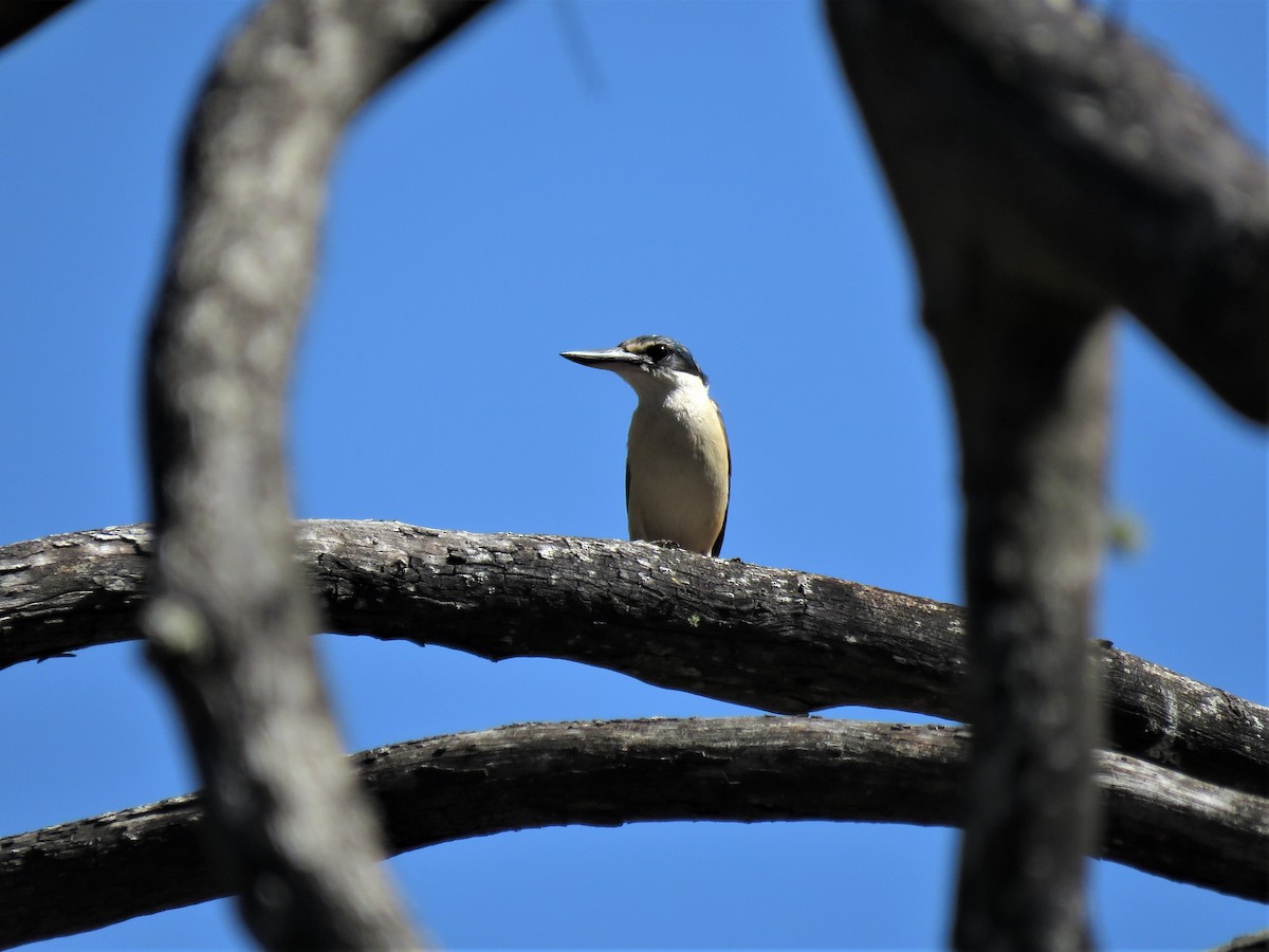 Sacred Kingfisher - ML134564691