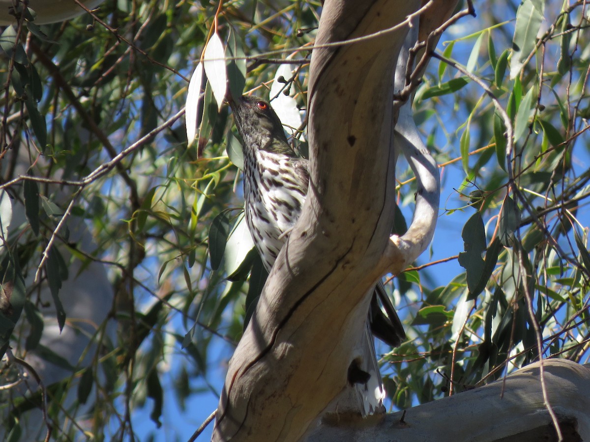 Olive-backed Oriole - ML134564751