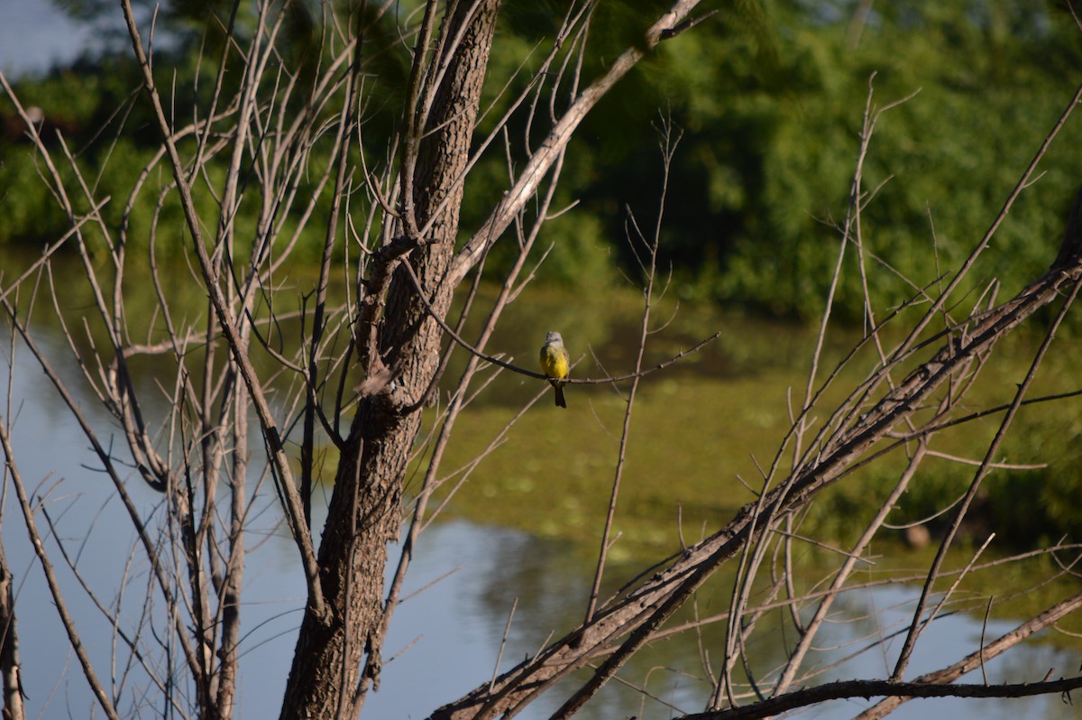 Tropical Kingbird - ML134564761