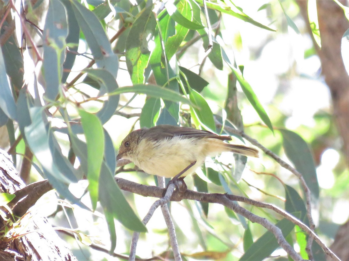 Buff-rumped Thornbill - ML134564791