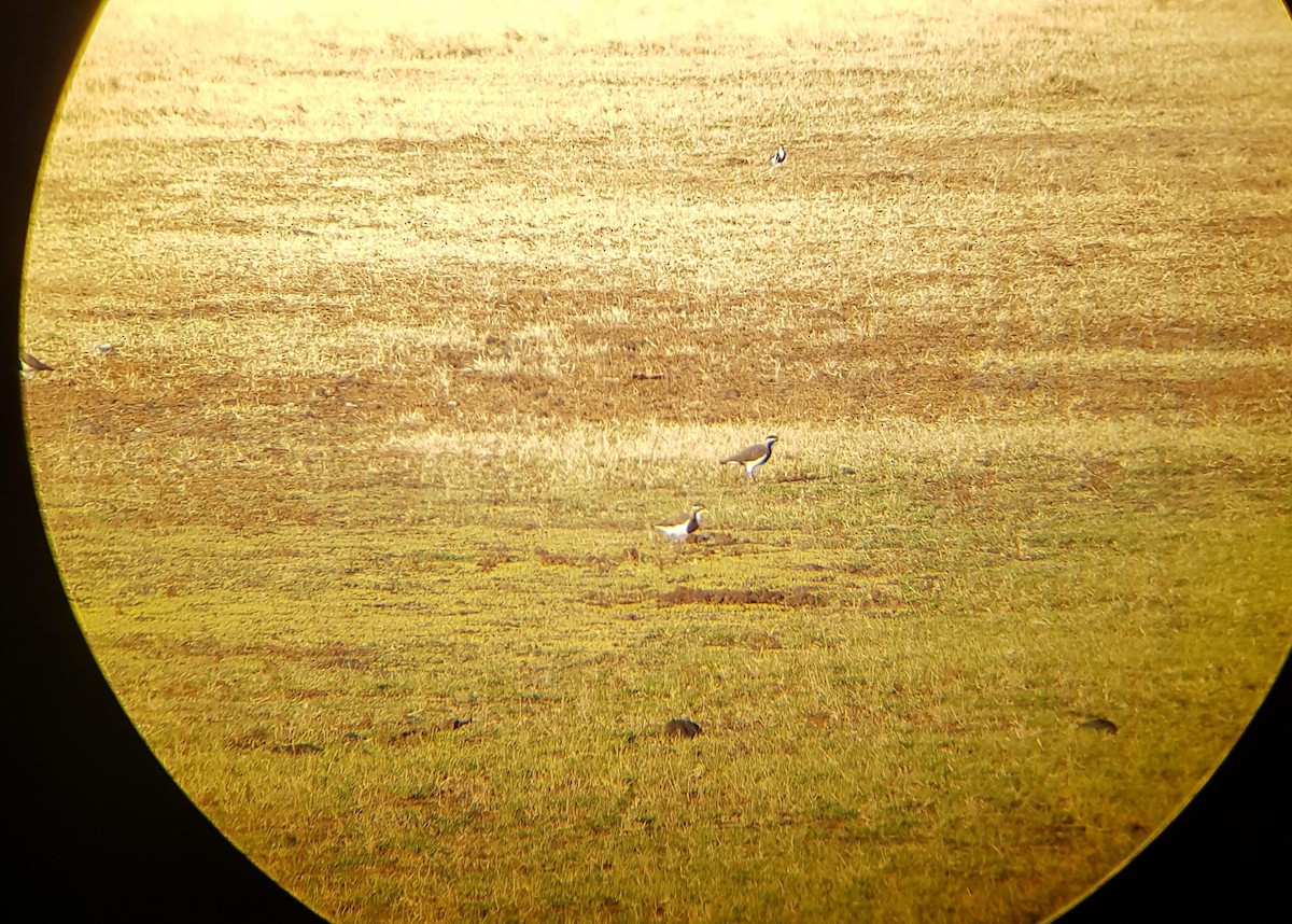 Banded Lapwing - ML134565021