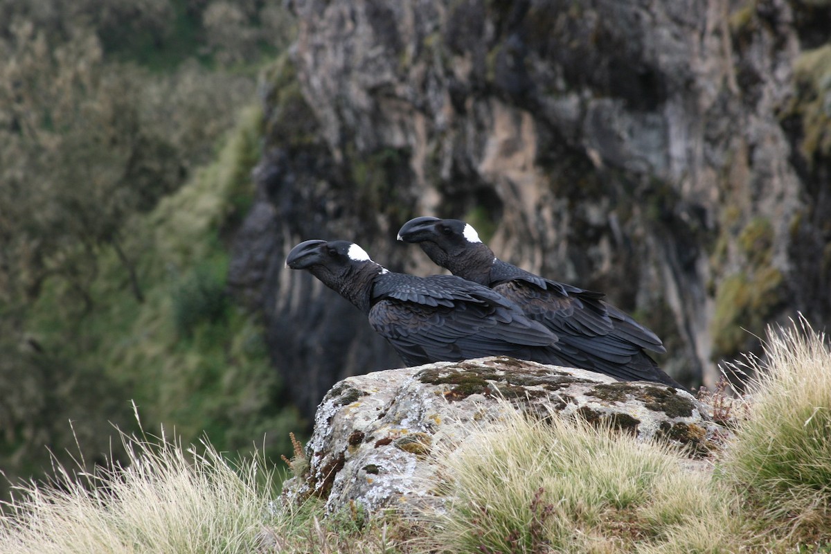 Thick-billed Raven - ML134565421