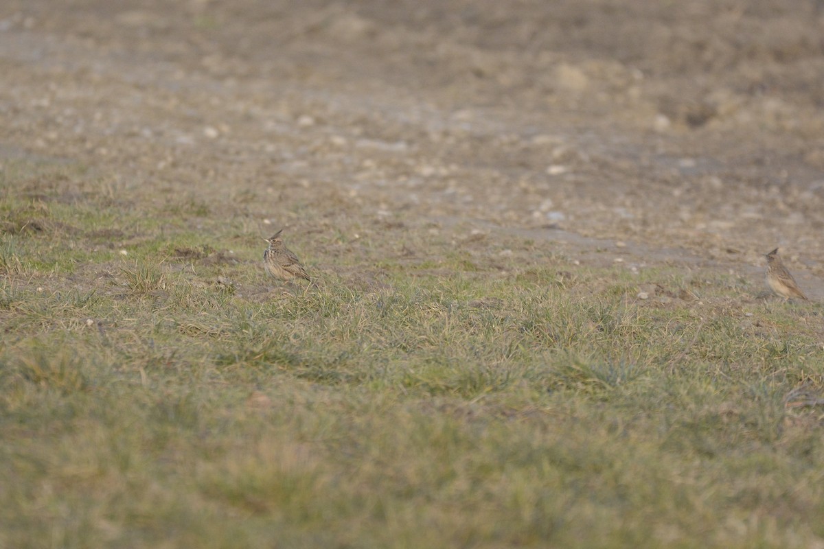 Crested Lark - ML134565671