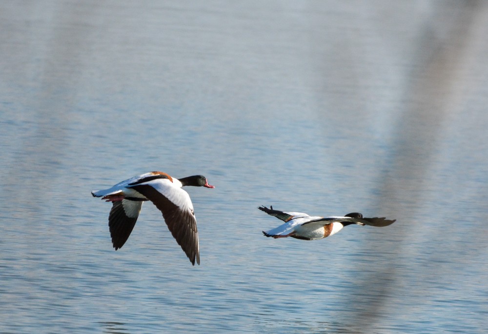 Common Shelduck - ML134566171