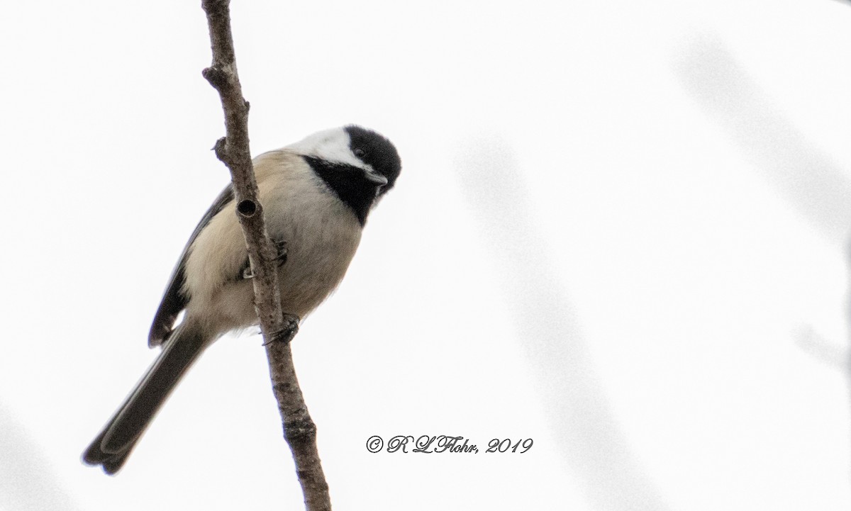 Black-capped Chickadee - Rita Flohr