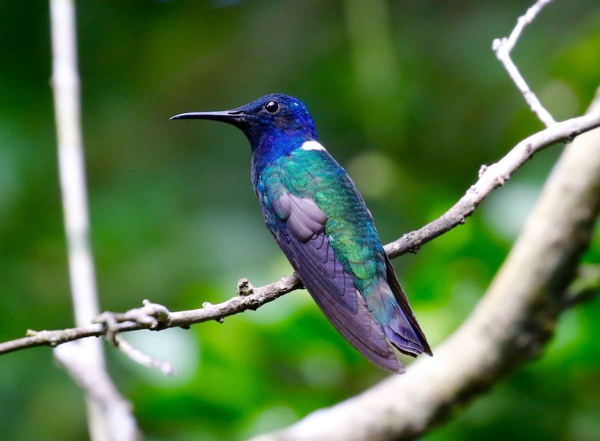White-necked Jacobin - Victor Stoll