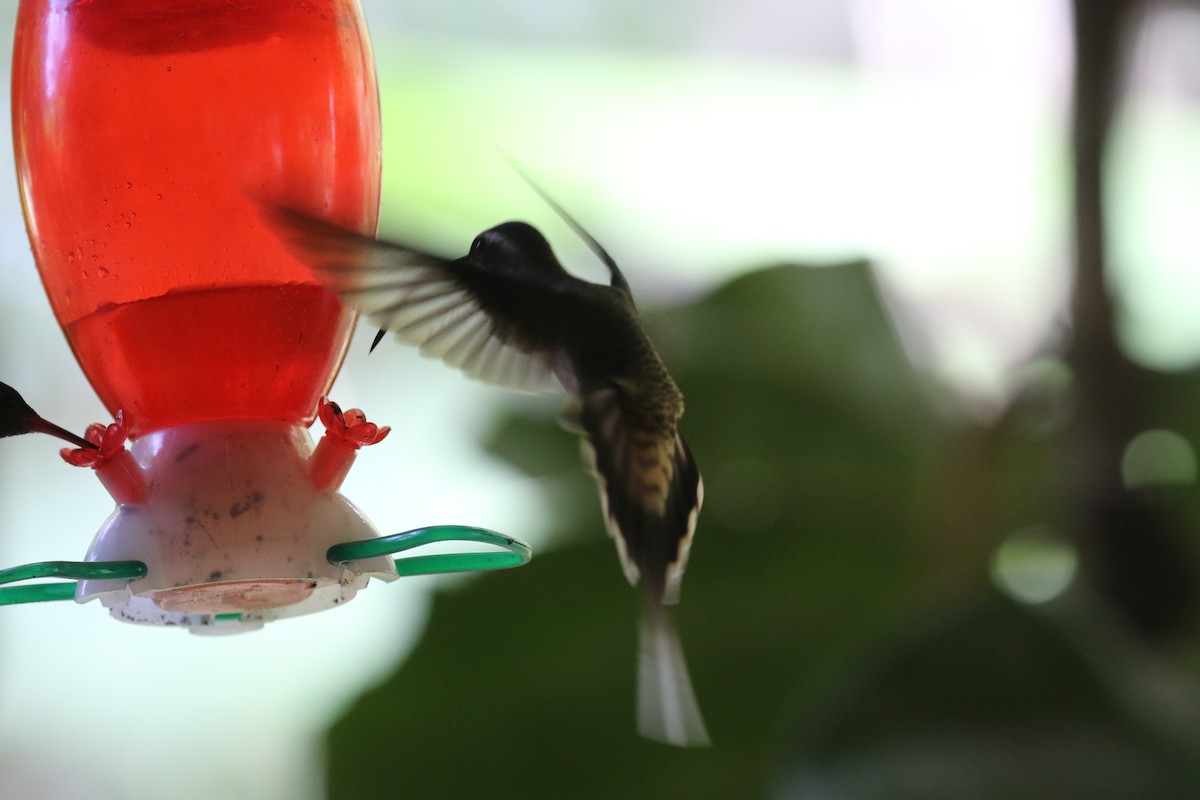 Long-billed Hermit - Victor Stoll