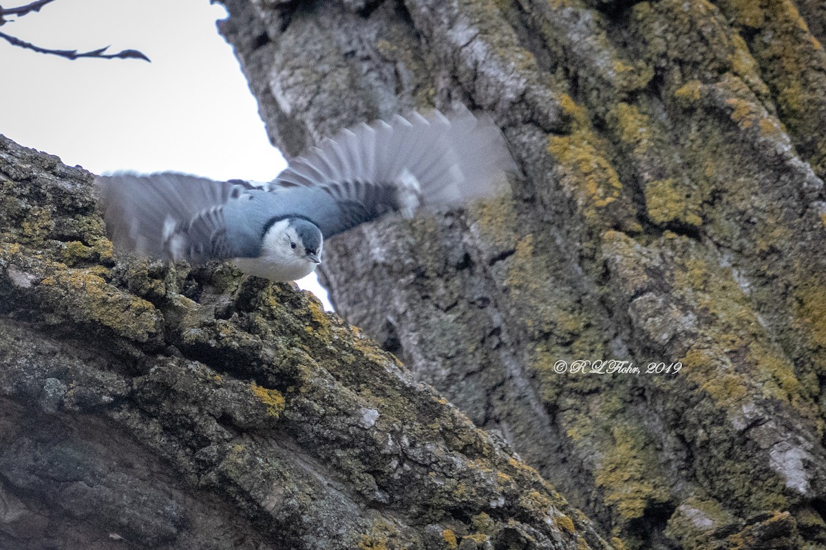 White-breasted Nuthatch - ML134566821