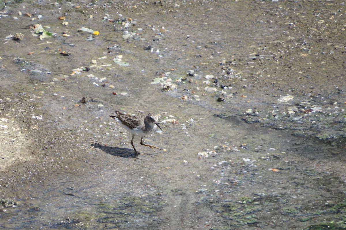 Least Sandpiper - ML134566881