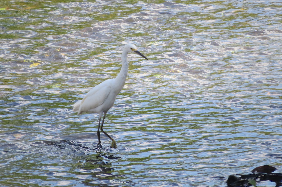 Snowy Egret - ML134566891