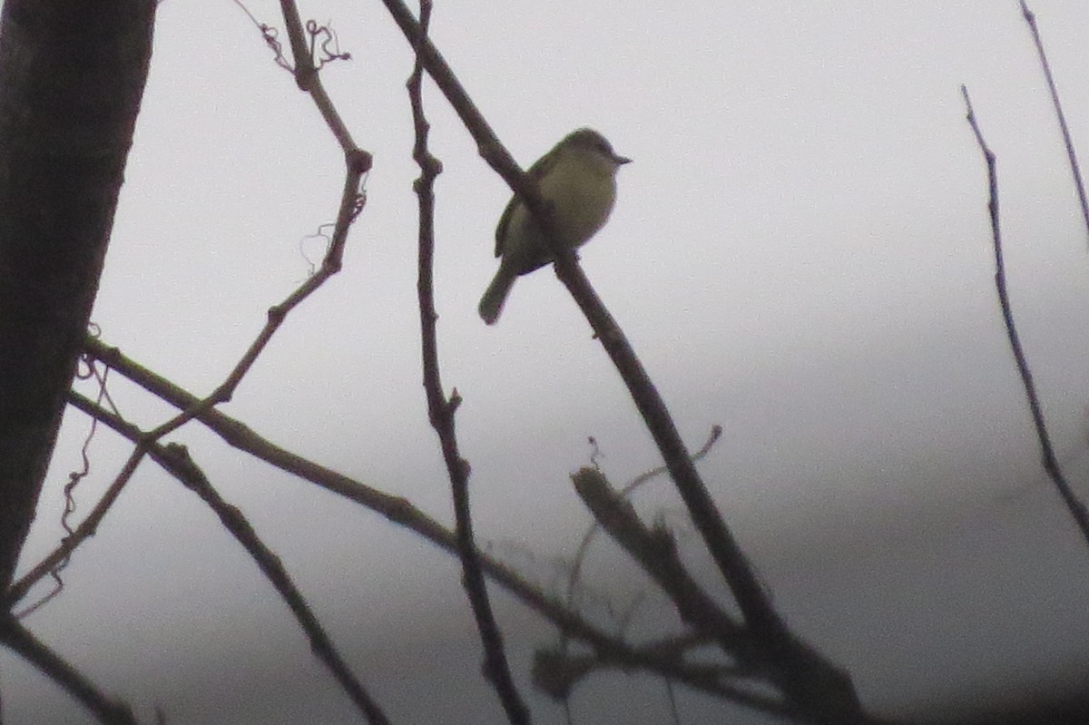 Southern Beardless-Tyrannulet - ML134566951