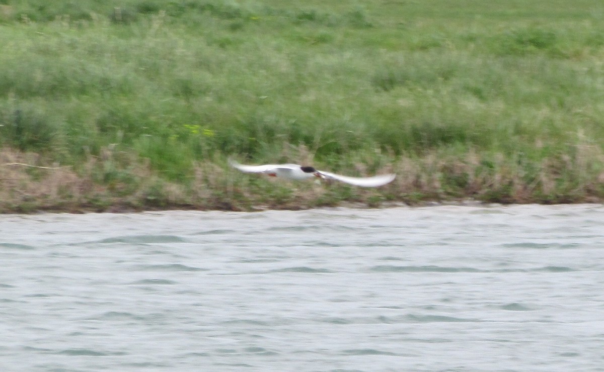 Forster's Tern - ML134567011