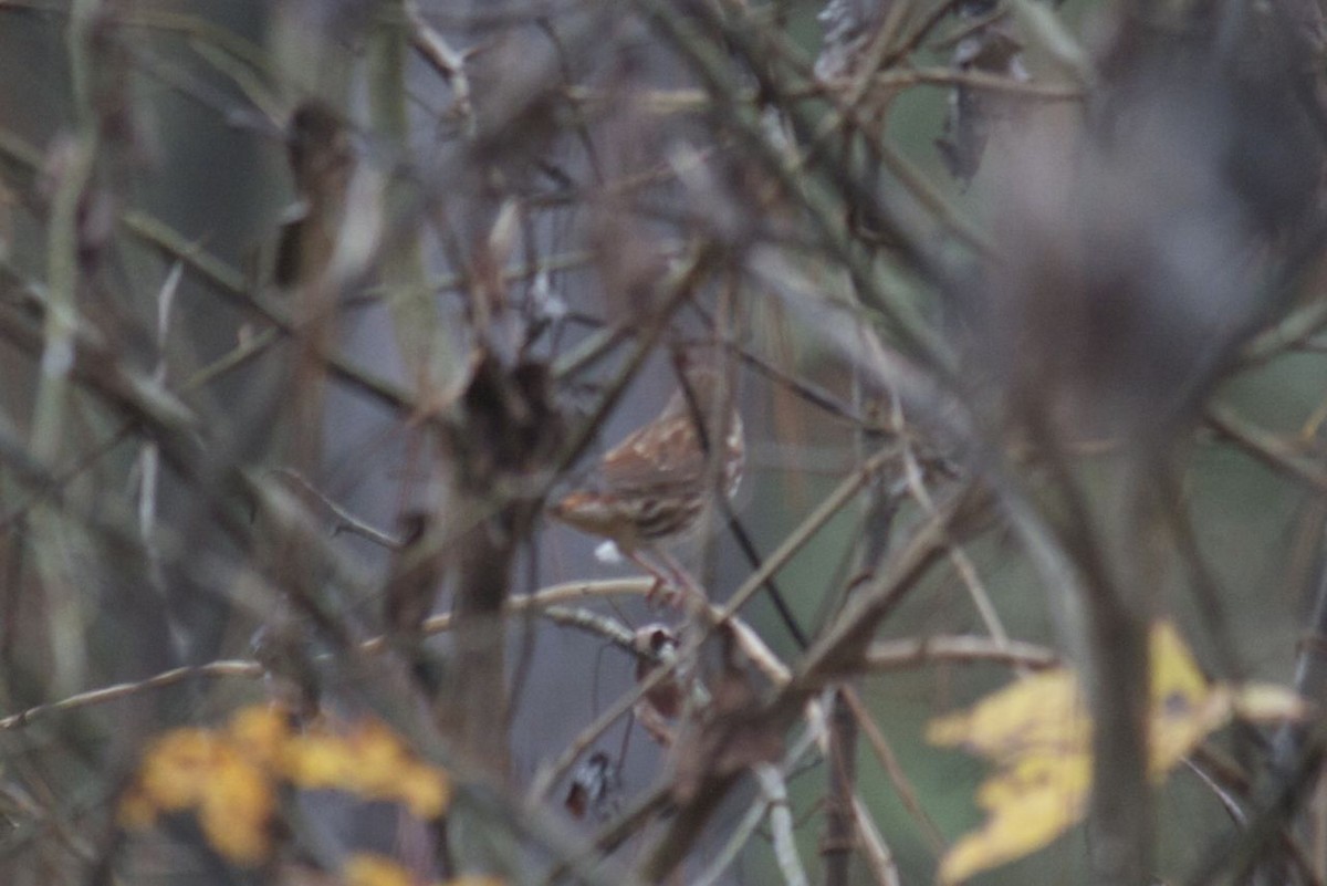 Fox Sparrow - ML134567101