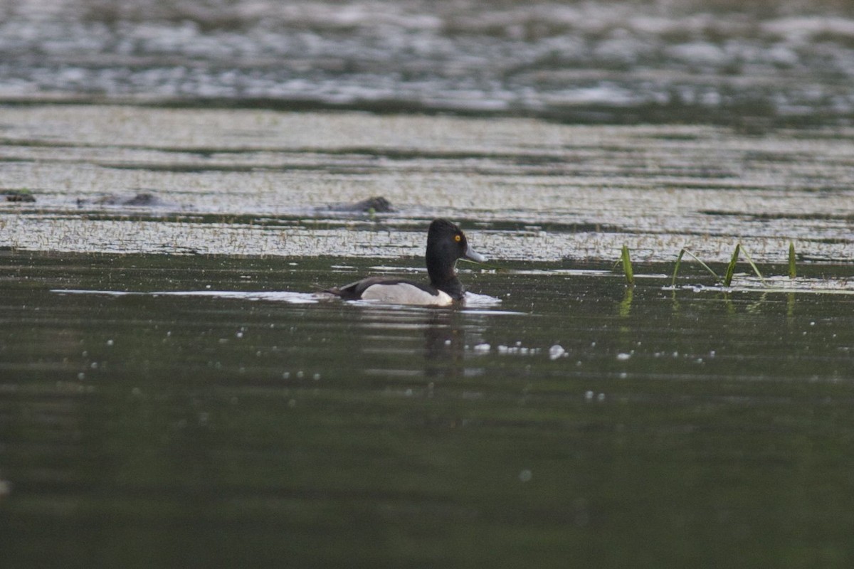 Ring-necked Duck - Richard Candler