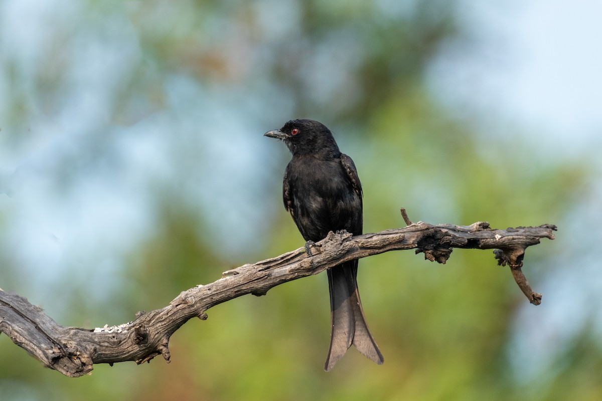 Fork-tailed Drongo - ML134567571