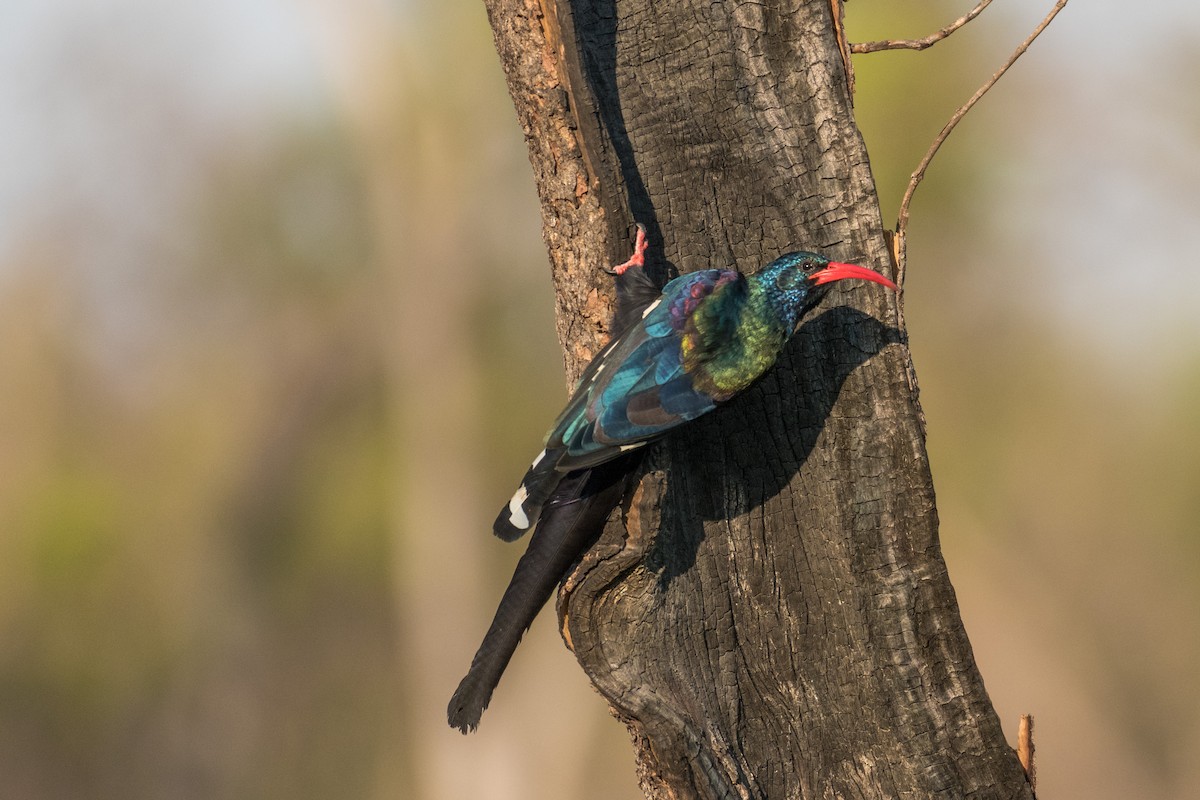 Green Woodhoopoe - Raphaël Nussbaumer