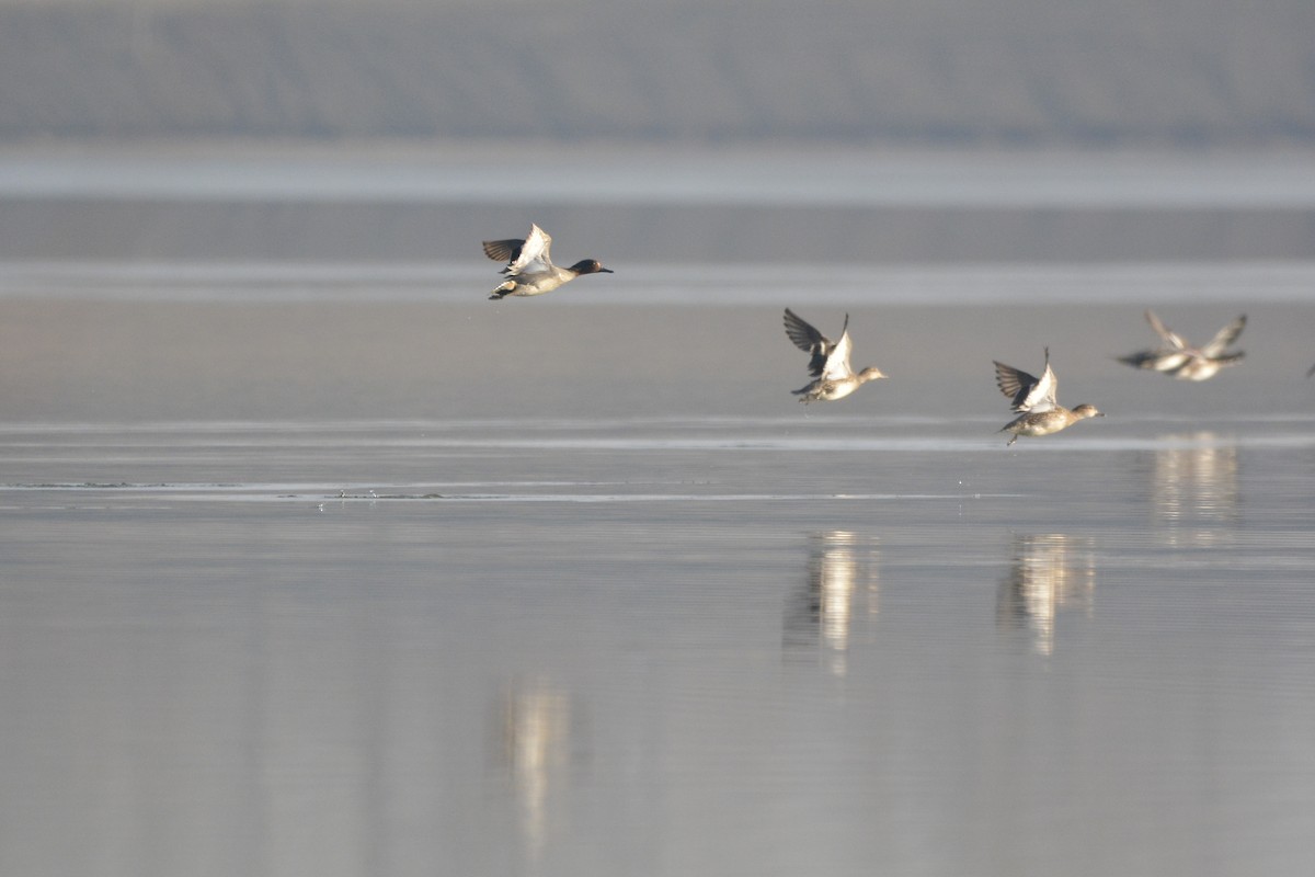 Green-winged Teal - ML134567811