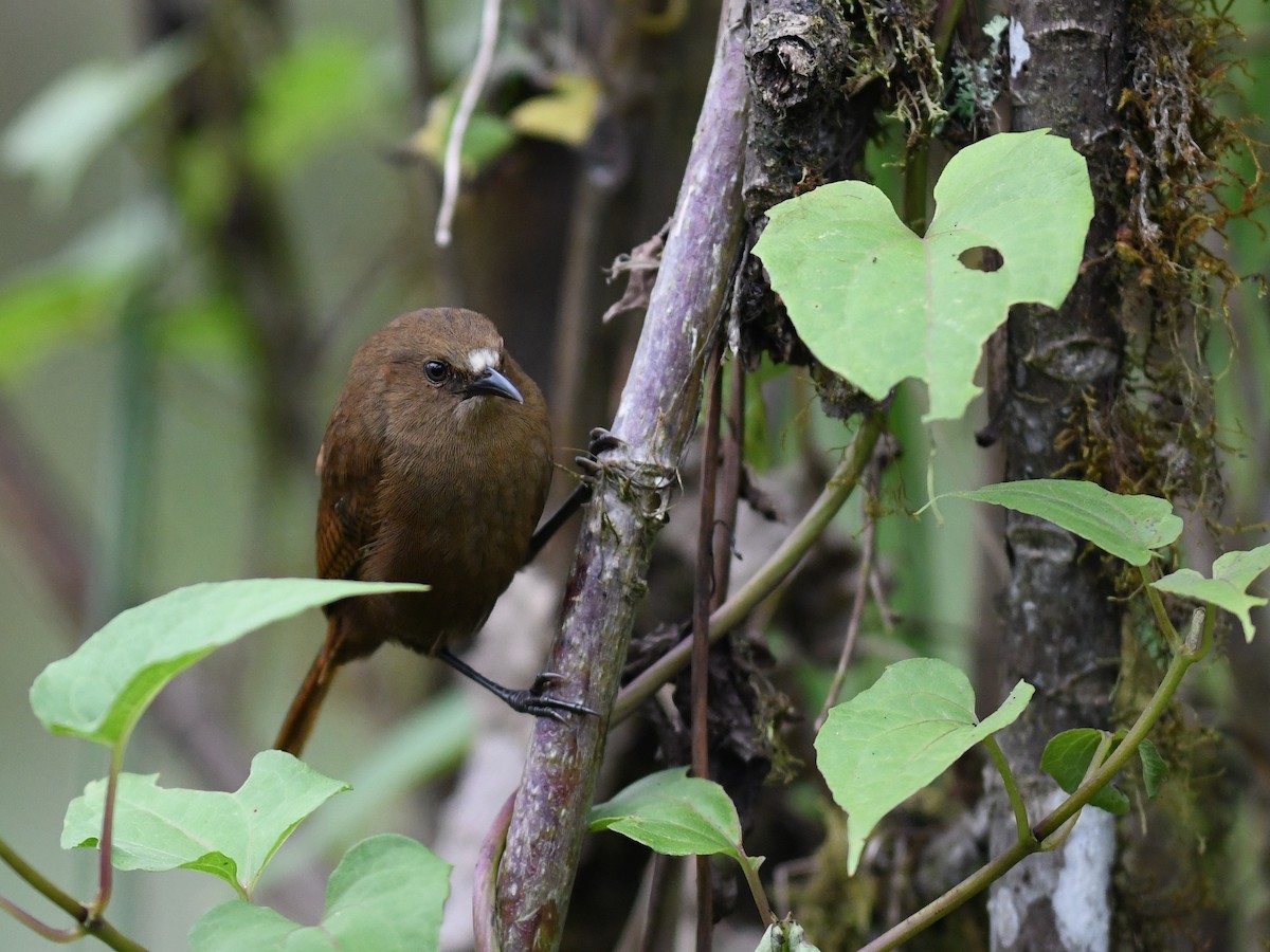 Sharpe's Wren - Alan Van Norman