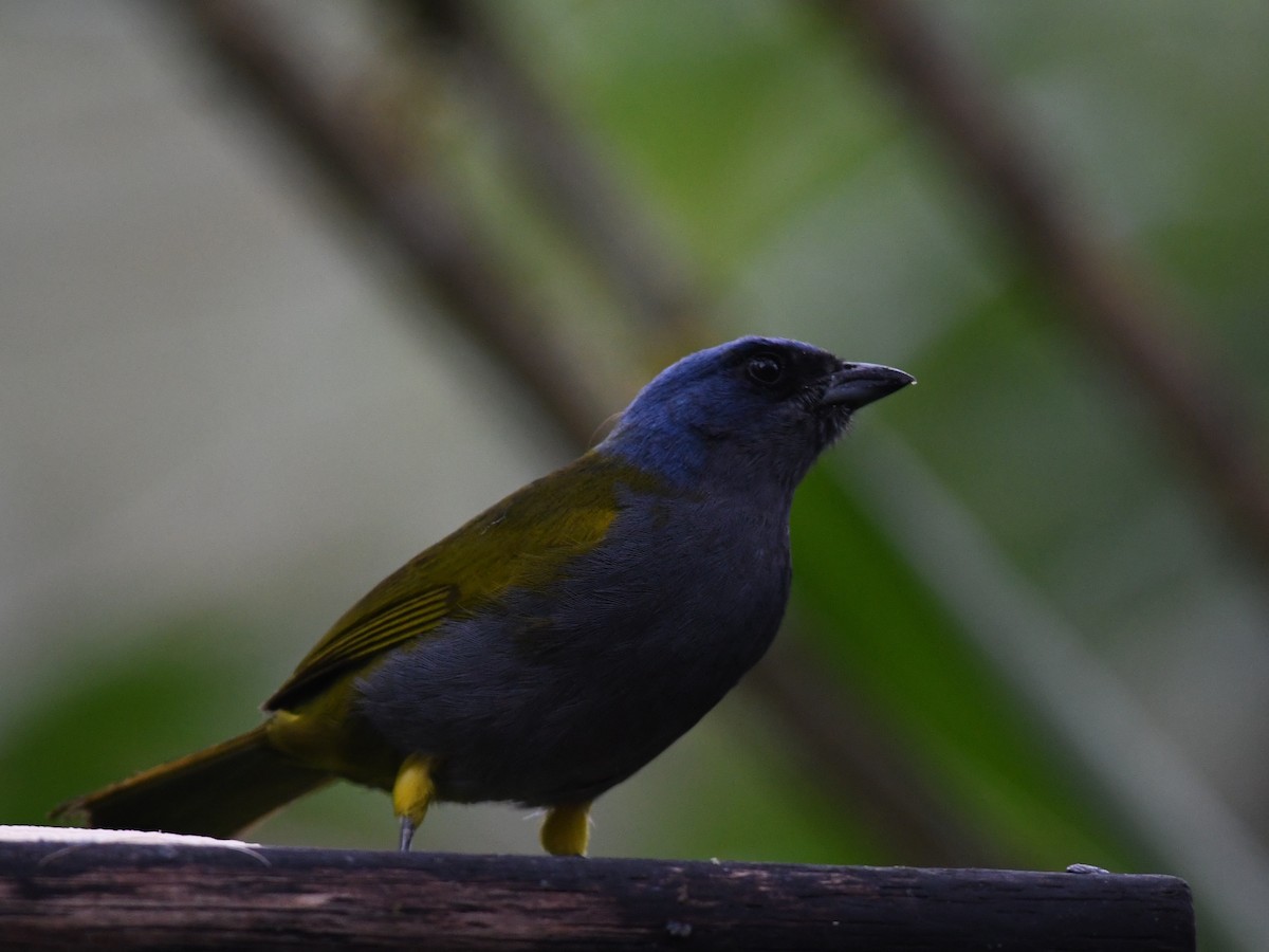 Blue-capped Tanager - Alan Van Norman