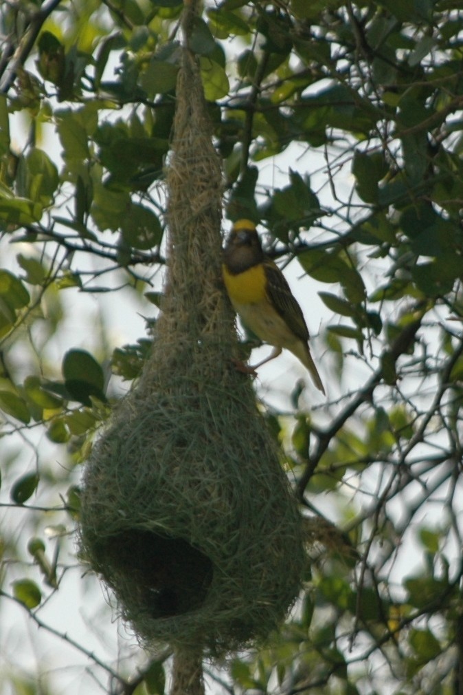 Baya Weaver - Cathy Pasterczyk