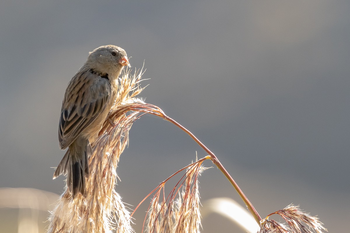 Plain-colored Seedeater - ML134568231