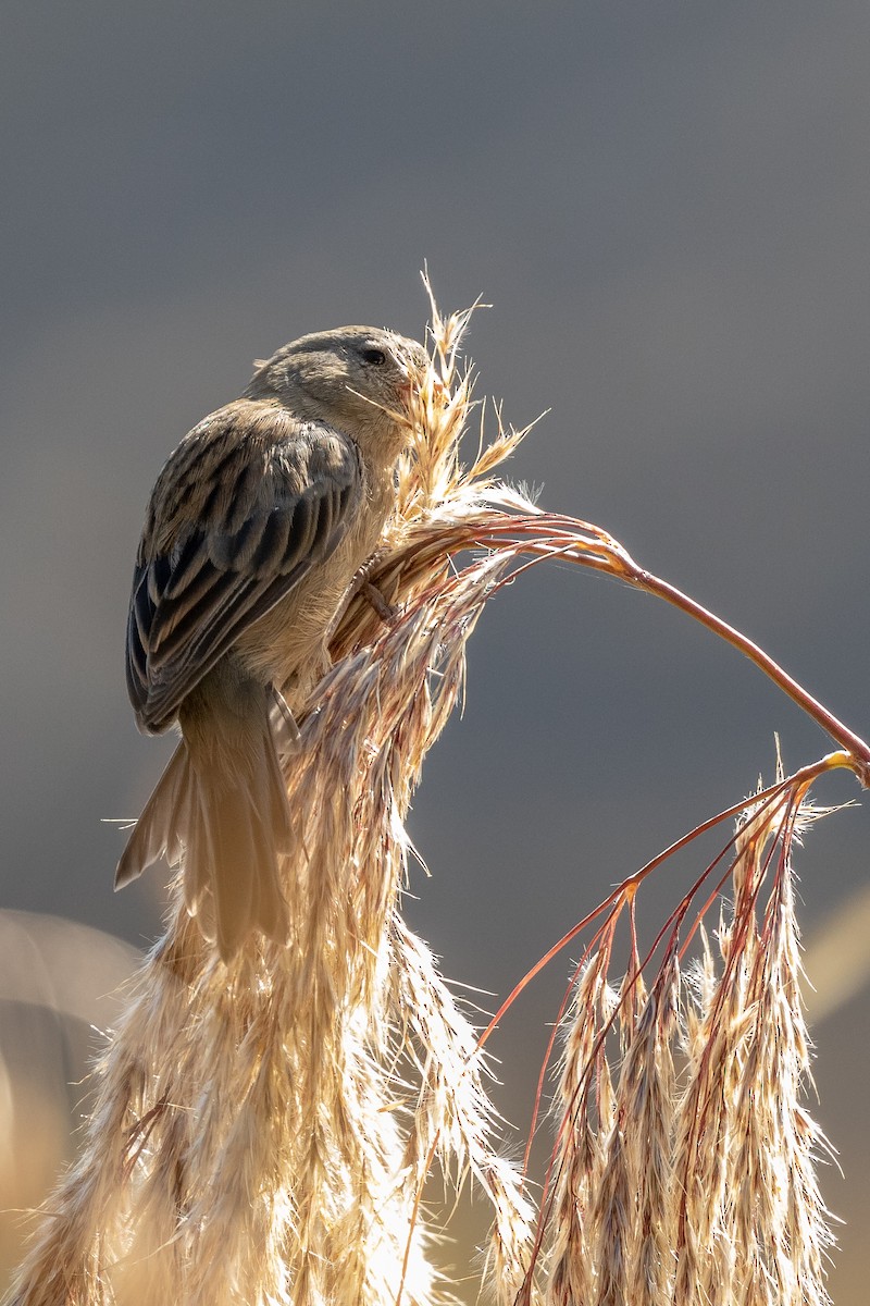 Plain-colored Seedeater - ML134568241