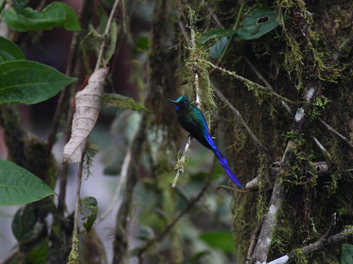 Violet-tailed Sylph - Alan Van Norman