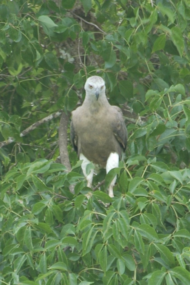 Gray-headed Fish-Eagle - Cathy Pasterczyk