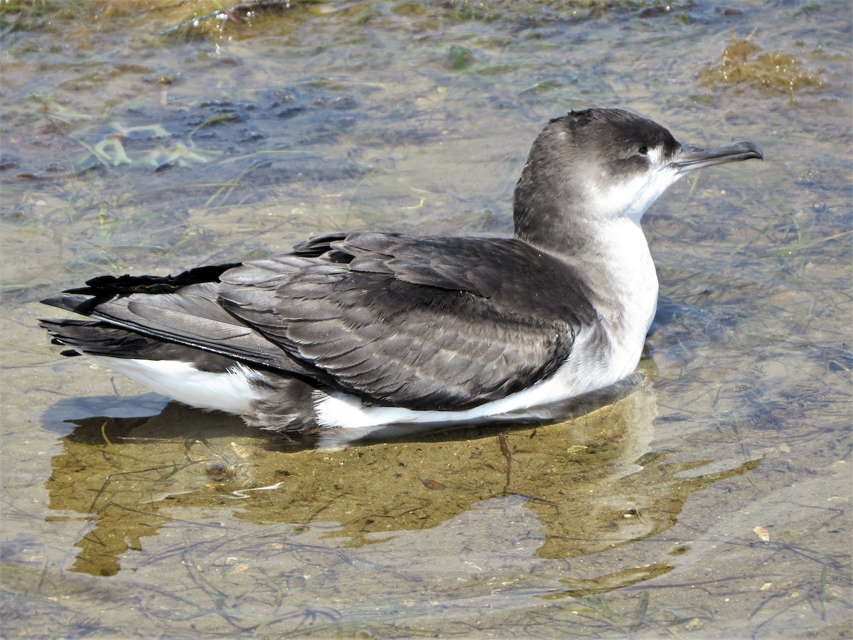 Fluttering Shearwater - ML134569481