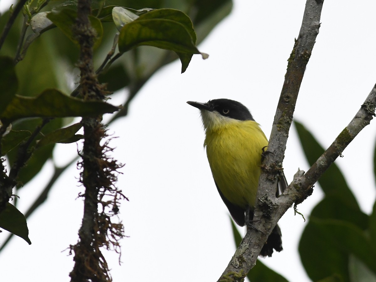 Common Tody-Flycatcher - ML134570111