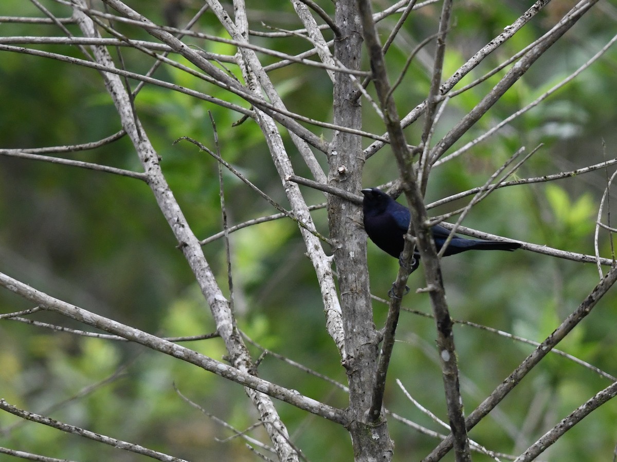 Scrub Blackbird - ML134570161