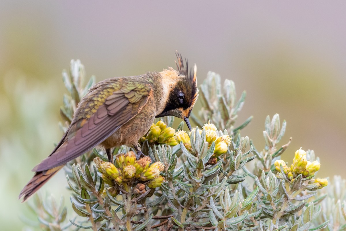 Buffy Helmetcrest - ML134572431