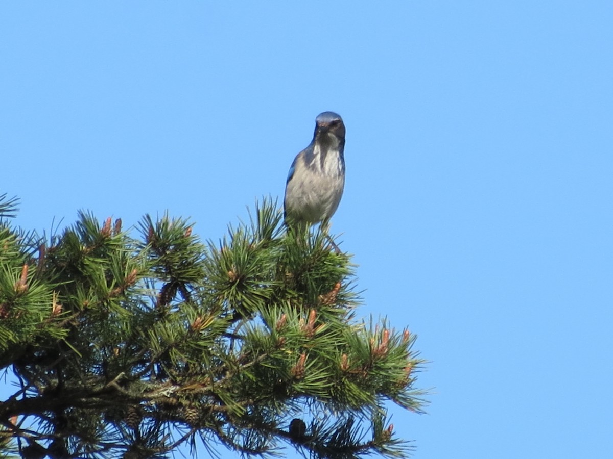 California Scrub-Jay - ML134572701