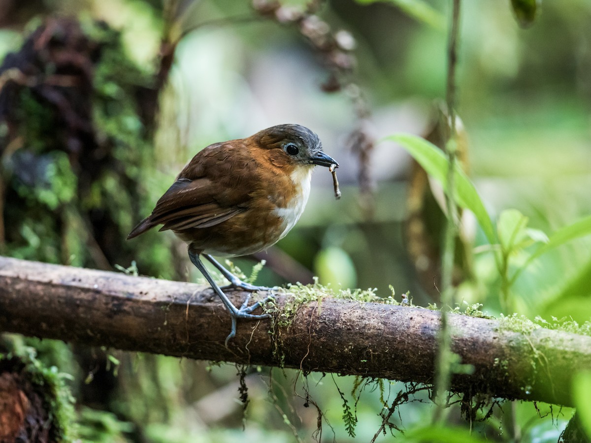 Rusty-tinged Antpitta - Nick Athanas