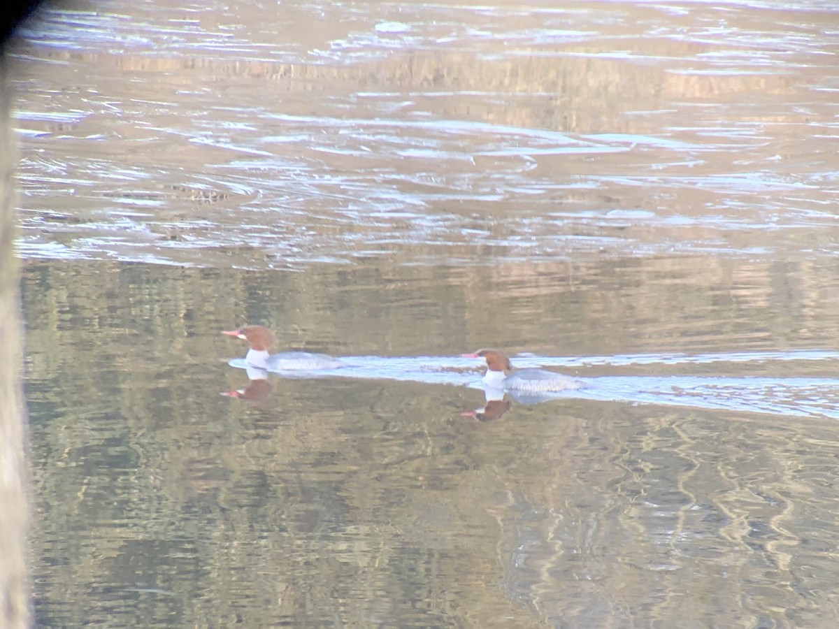 Common Merganser - Frank Dickman