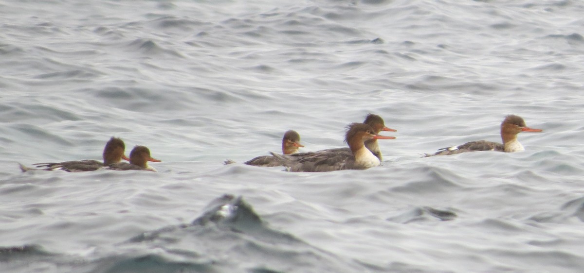 Red-breasted Merganser - ML134574141
