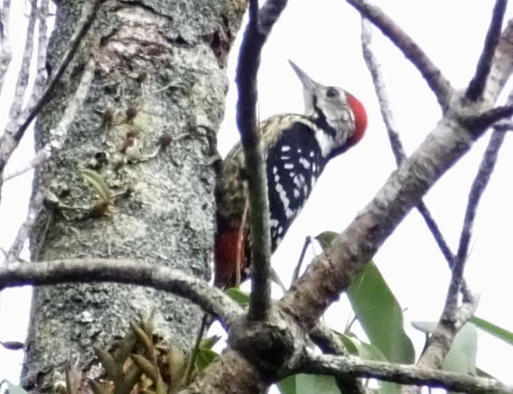 Stripe-breasted Woodpecker - Glenn Morris