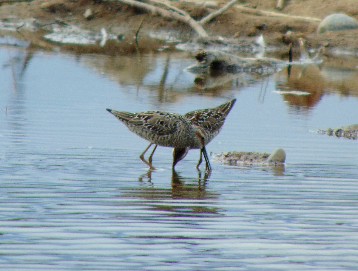 styltesnipe - ML134575261