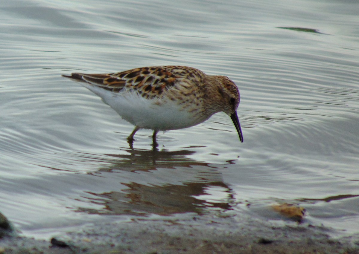 pygmésnipe - ML134575381
